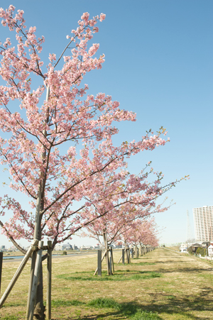 江戸川河川敷