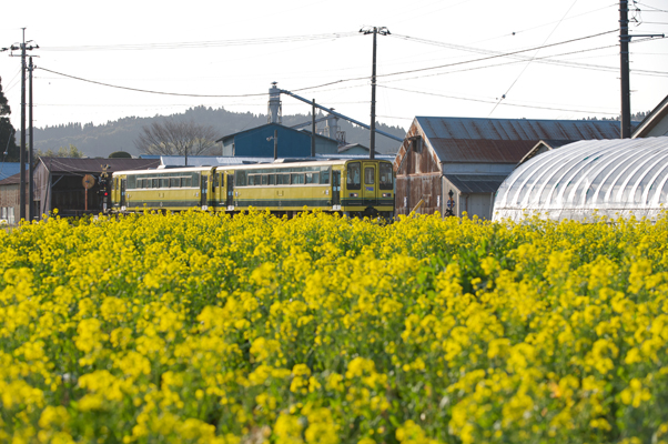 菜の花畑の脇を走るいすみ鉄道