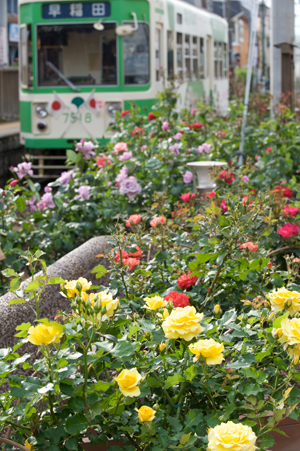 薔薇の中を走る7500形