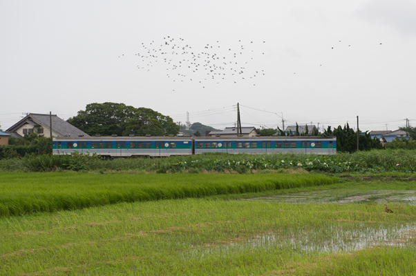 鳥と久留里線