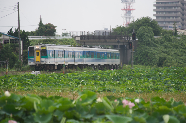 レンコン畑越しに見る久留里線