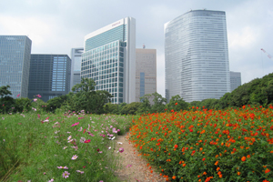 浜離宮恩賜庭園