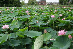 水元公園内旧水産試験場蓮池