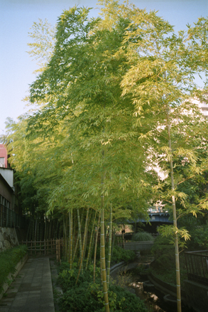 大横川親水河川公園