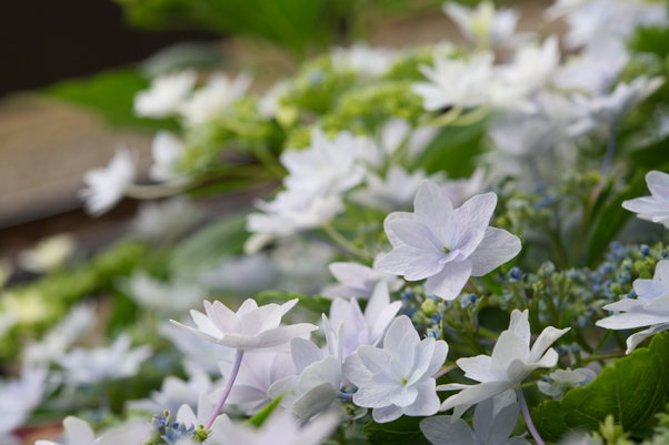 墨田の花火