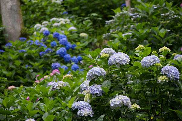 長谷寺の紫陽花