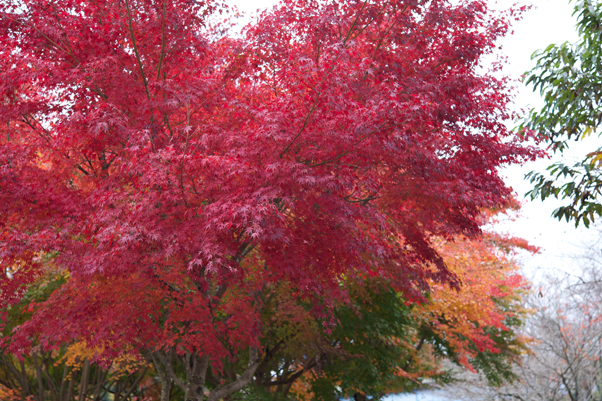 湖畔公園の紅葉