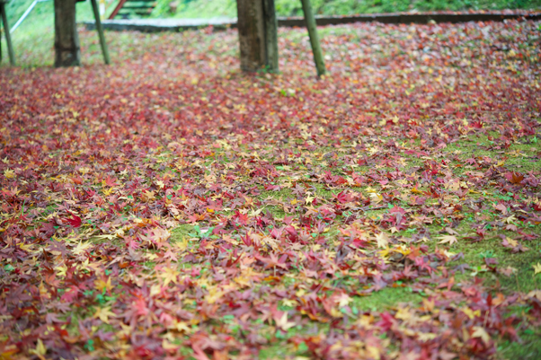 足下も紅葉中