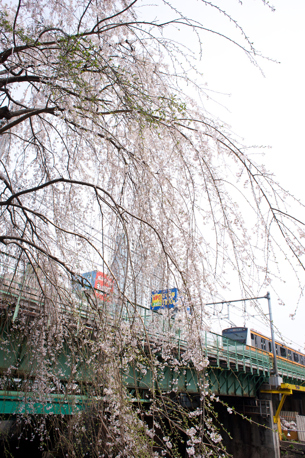 日本橋川のしだれ桜1