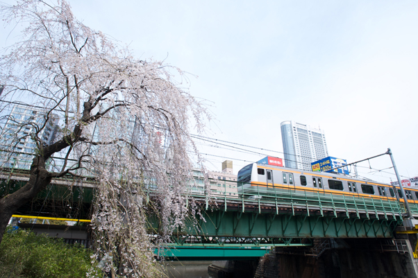 日本橋川のしだれ桜2