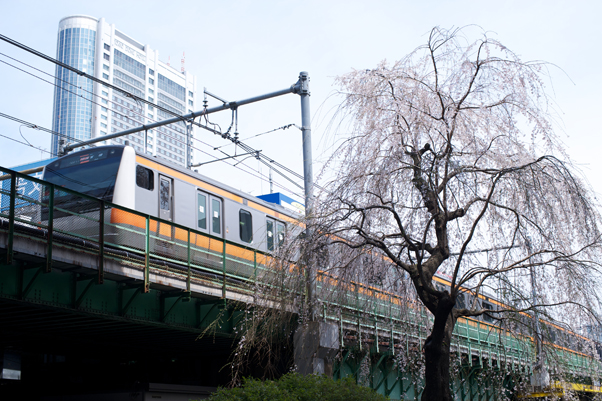 日本橋川のしだれ桜3