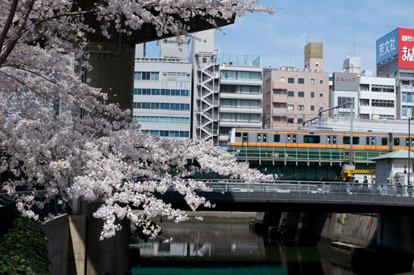 日本橋川の桜並木