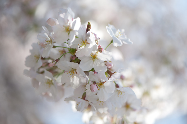 日本橋川の桜2