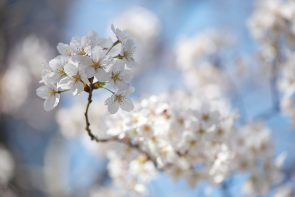 日本橋川の桜1