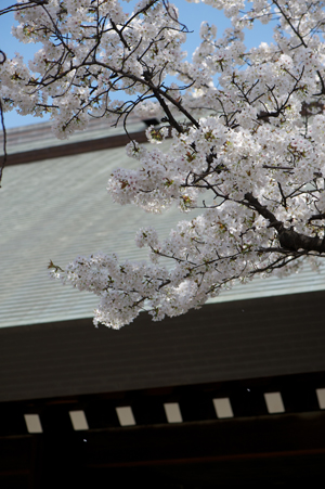 靖国神社の桜