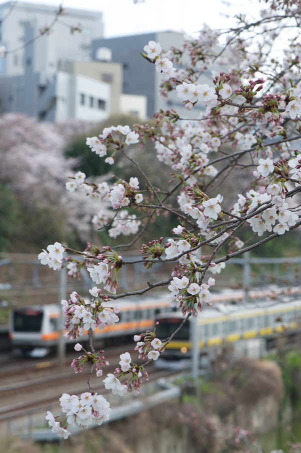 外堀の桜と中央線