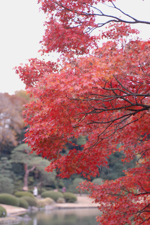 池のほとりのモミジ