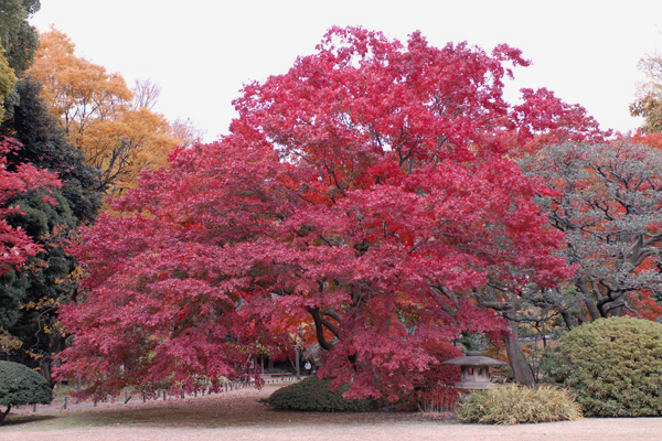 満開の紅いモミジ