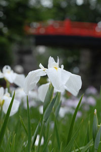 小田原城址公園に咲く花菖蒲