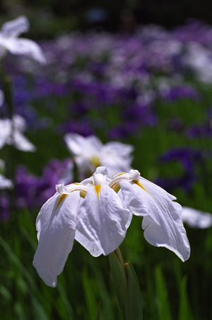 白F501+Ai85mmF1.4s