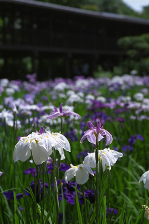 菖蒲F501+Ai85mmF1.4s