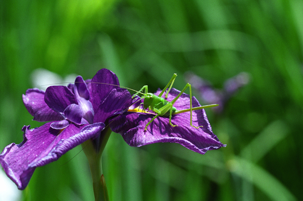 キリギリスF501+Ai85mmF1.4s+TC-16AS