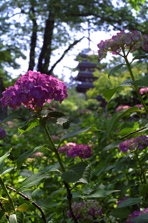 五重塔とあじさいF501+Ai35mmF1.4s+TC-16AS