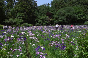 本土寺の菖蒲池