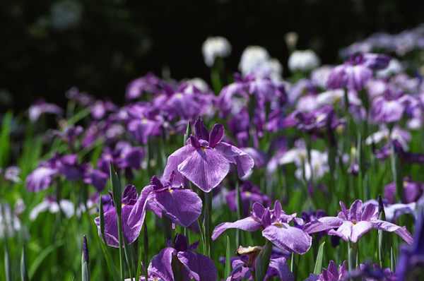 紫菖蒲F501+TAMRON AF200-400mm