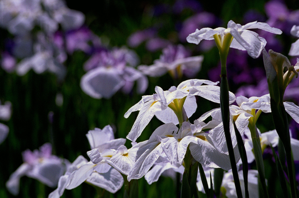 白菖蒲F501+TAMRON AF200-400mm