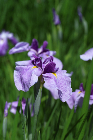 紫F501+Ai85mmF1.4s