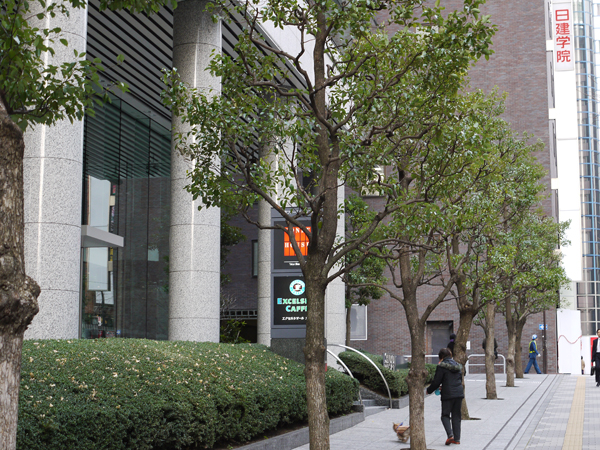 街路樹と歩道