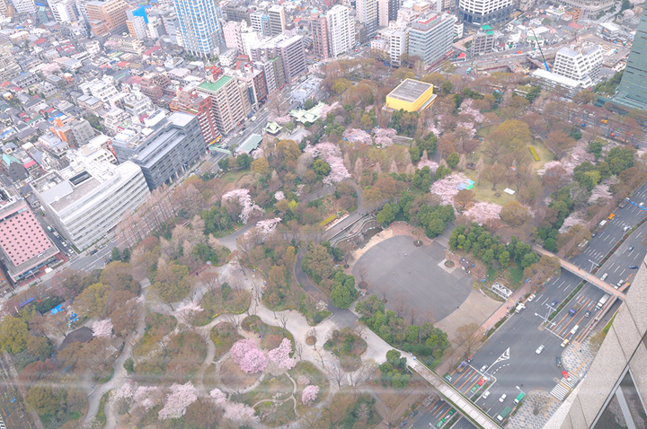 新宿さくらだより