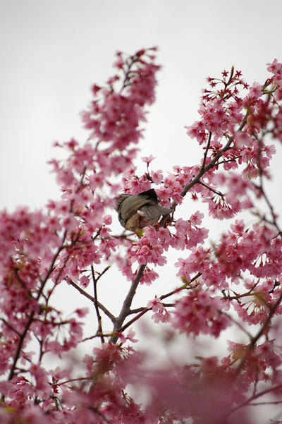 桜