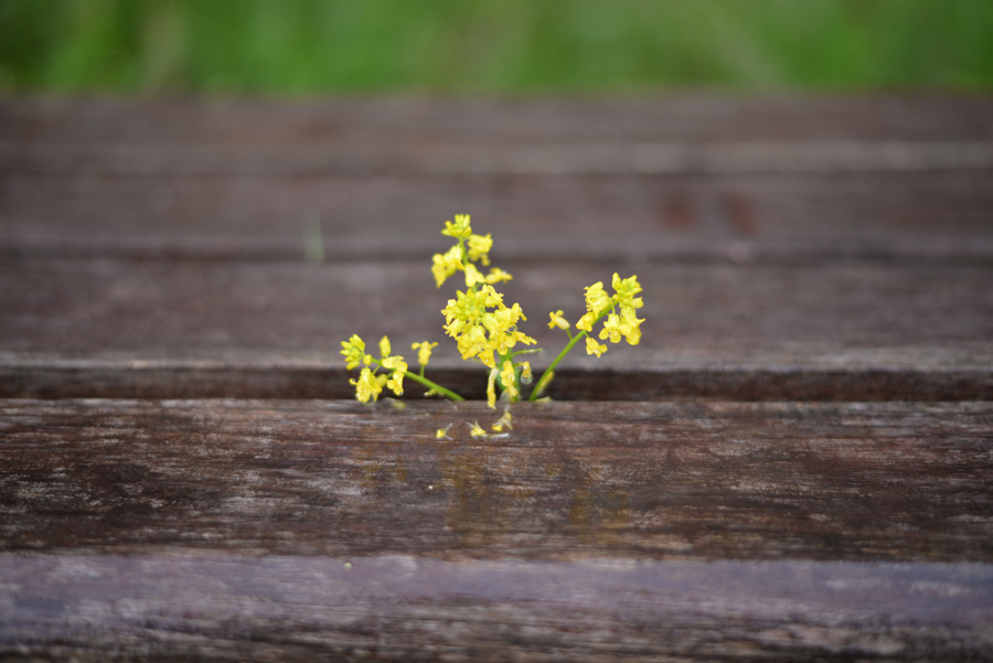 Nikon D610 AF-S NIKKOR 50mm F1.8G アルパカ牧場