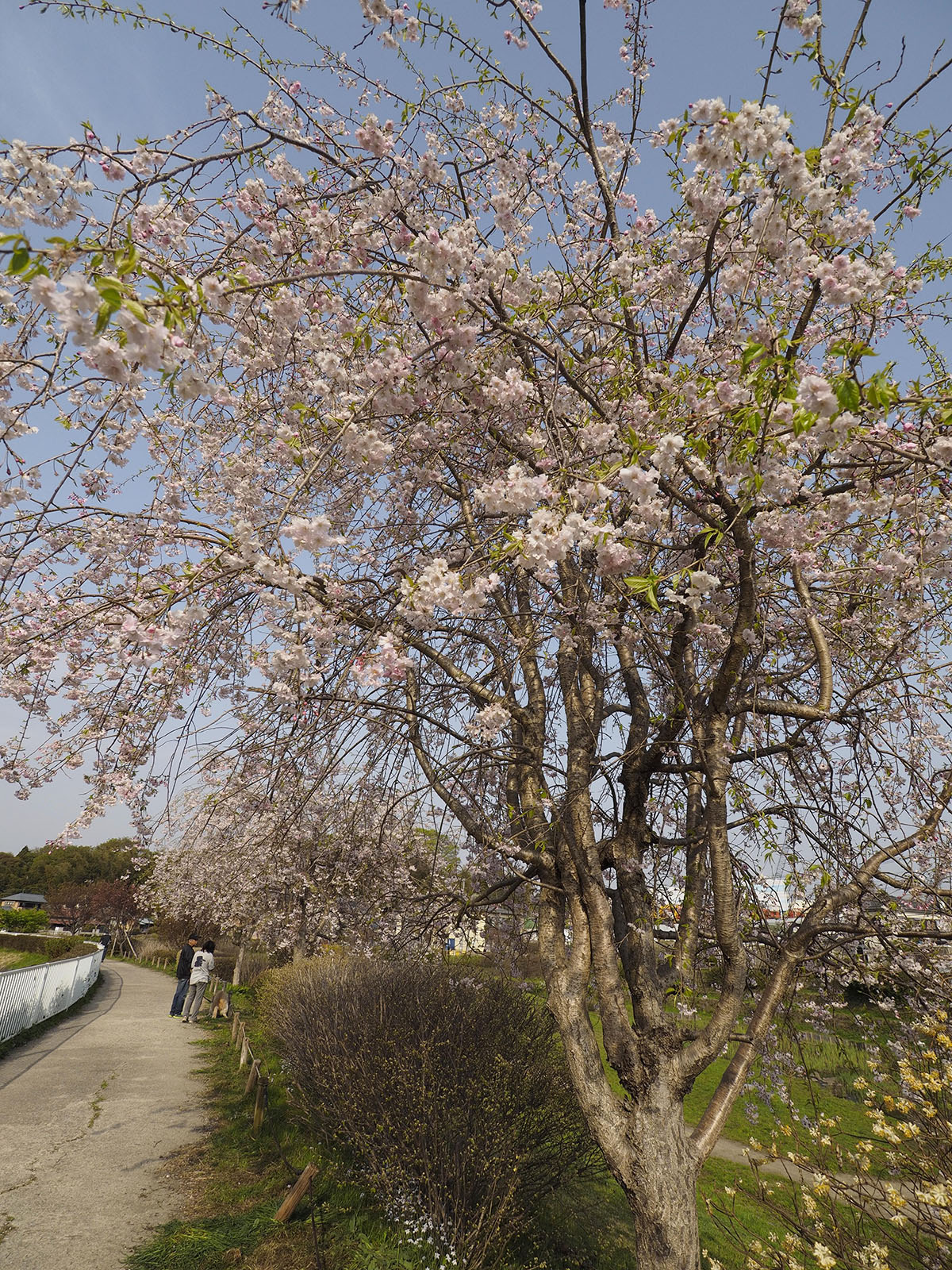 OLYMPUS (オリンパス) M.ZUIKO DIGITAL ED9-18mm F4.0-5.6