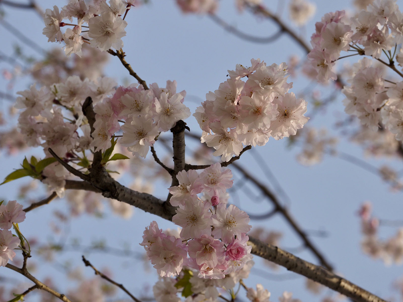 OLYMPUS (オリンパス) M.ZUIKO DIGITAL ED 45mm F1.2 PRO