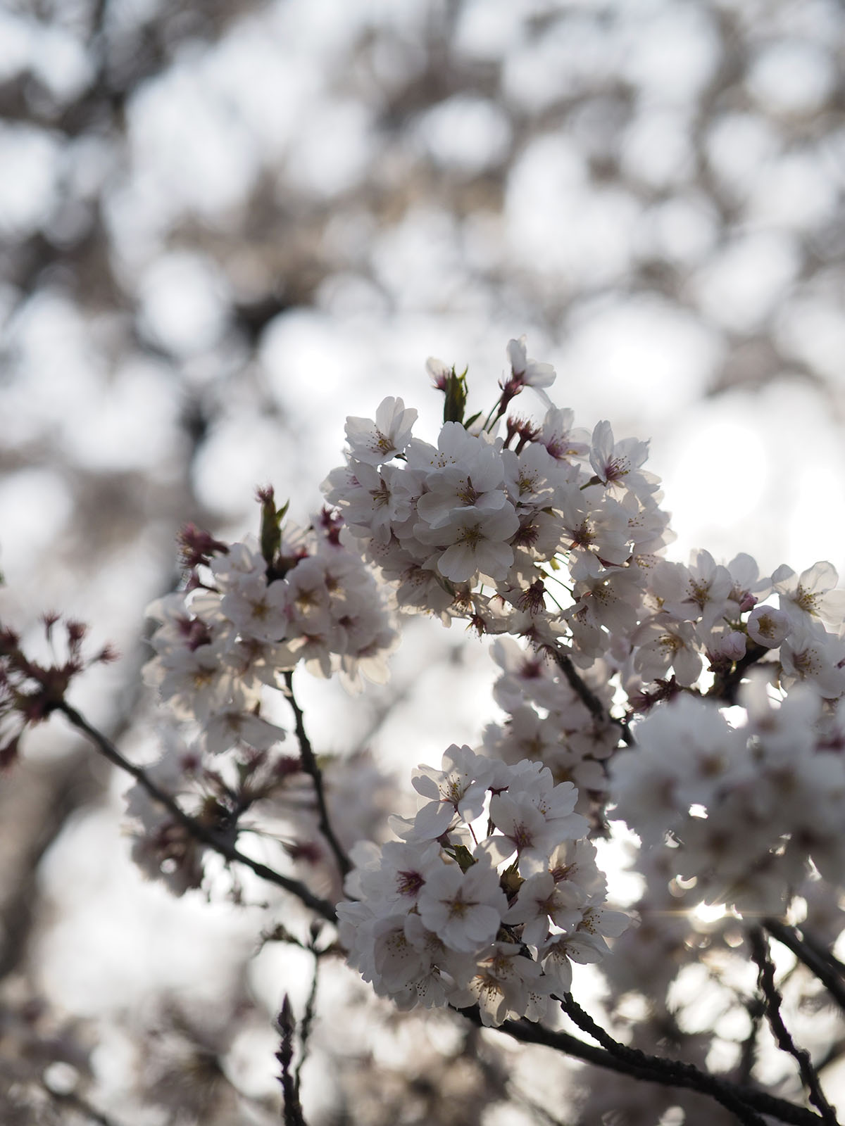 OLYMPUS (オリンパス) M.ZUIKO DIGITAL ED 45mm F1.2 PRO