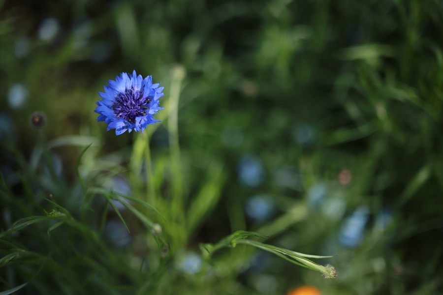 EOS 6D MarkII EF50mm F1.2