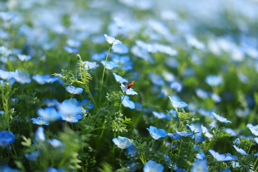 EOS 6D MarkII EF50mm F1.2