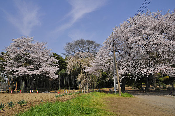 まわりの桜も実に立派