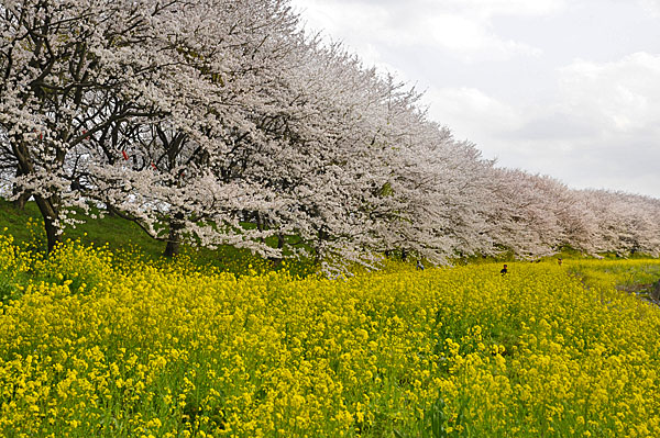 菜の花とセットなので、幸手・権現堂さくら堤と似ている？