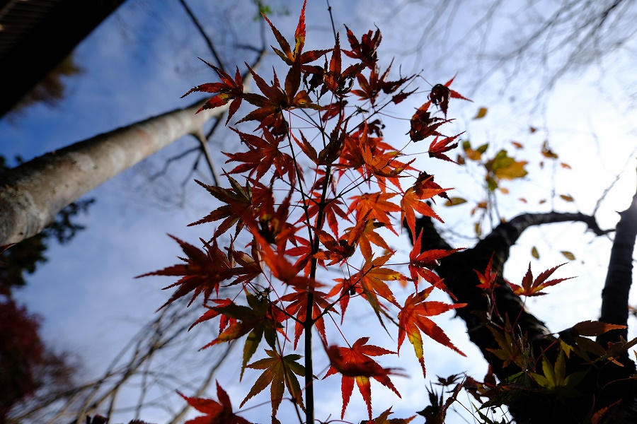 FUJIFILM X-Pro2 + CarlZeiss Touit 12mm F2.8