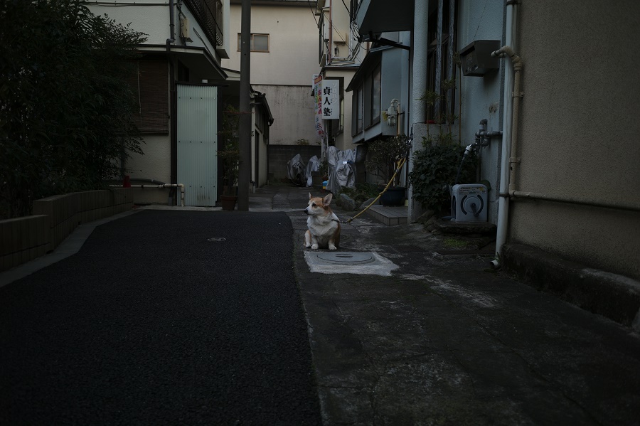 Leica M9 ブラックペイント ＋ ズマロン M28mm F5.6