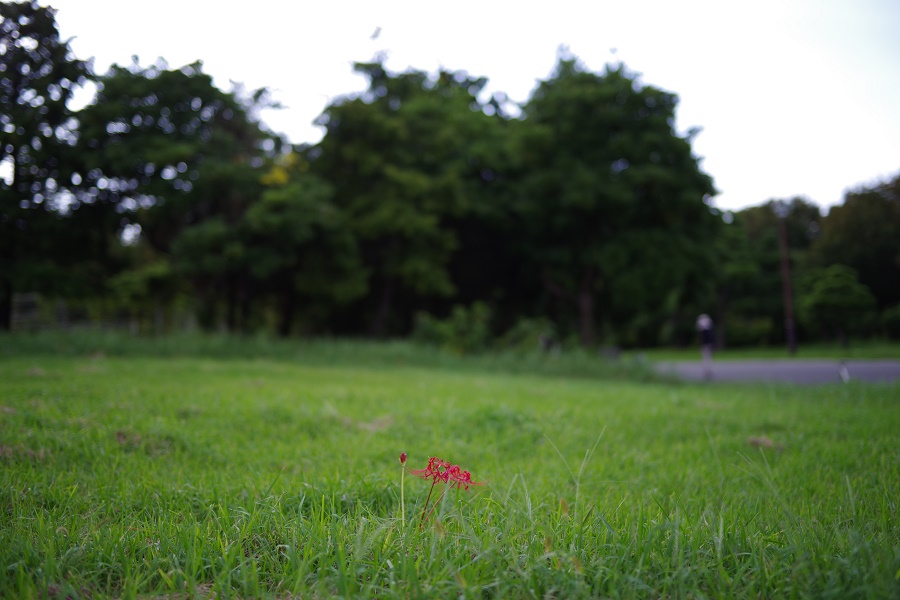 PENTAX K-1 Mark II + HD D FA*50mm F1.4 SDM AW