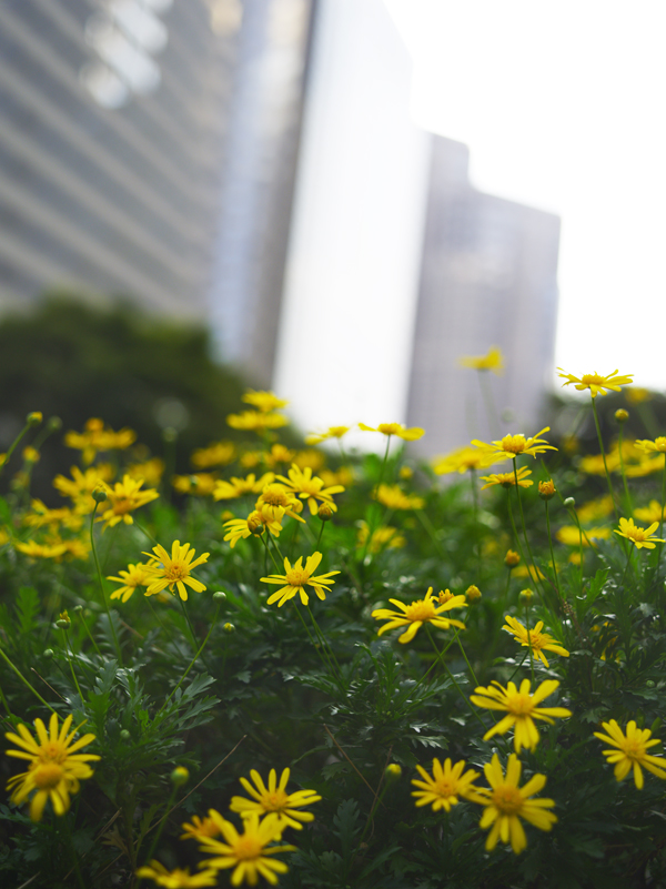 花とビル