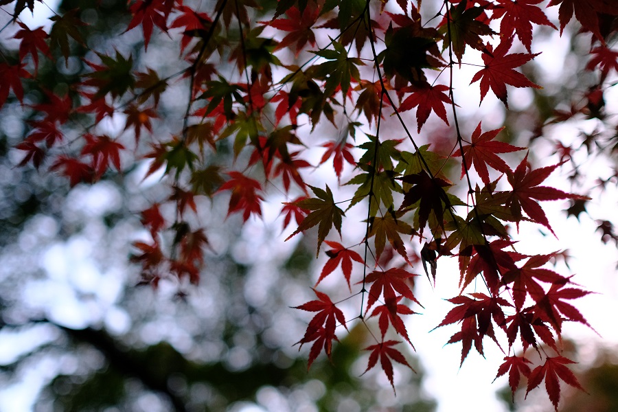 FUJIFILM X-T3+フジノンXF 23mm F1.4 R