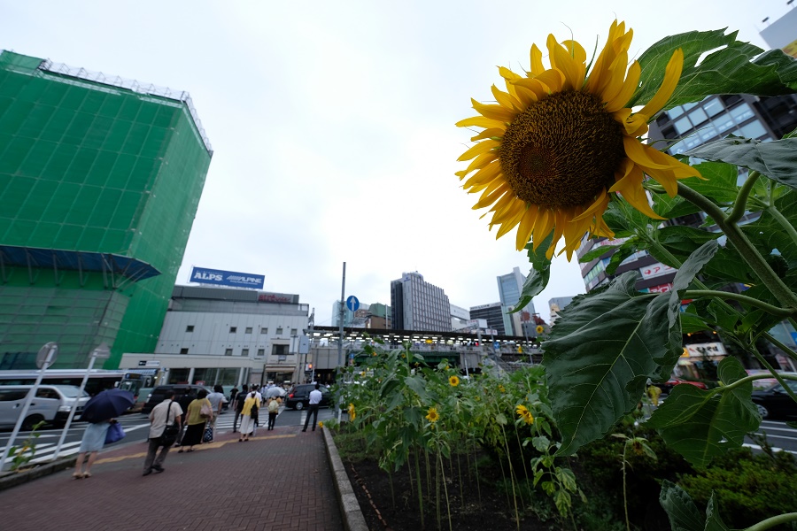 FUJIFILM X-H1 + フジノン XF8-16mm F2.8 R LM WR