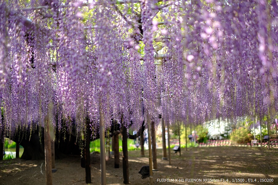 FUJIFILM X-H1 XF35mm F1.4 R