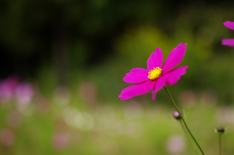 絞り優先 F1.4 S1/4000 ISO100 WB:太陽光 画像仕上:リバーサルフイルム